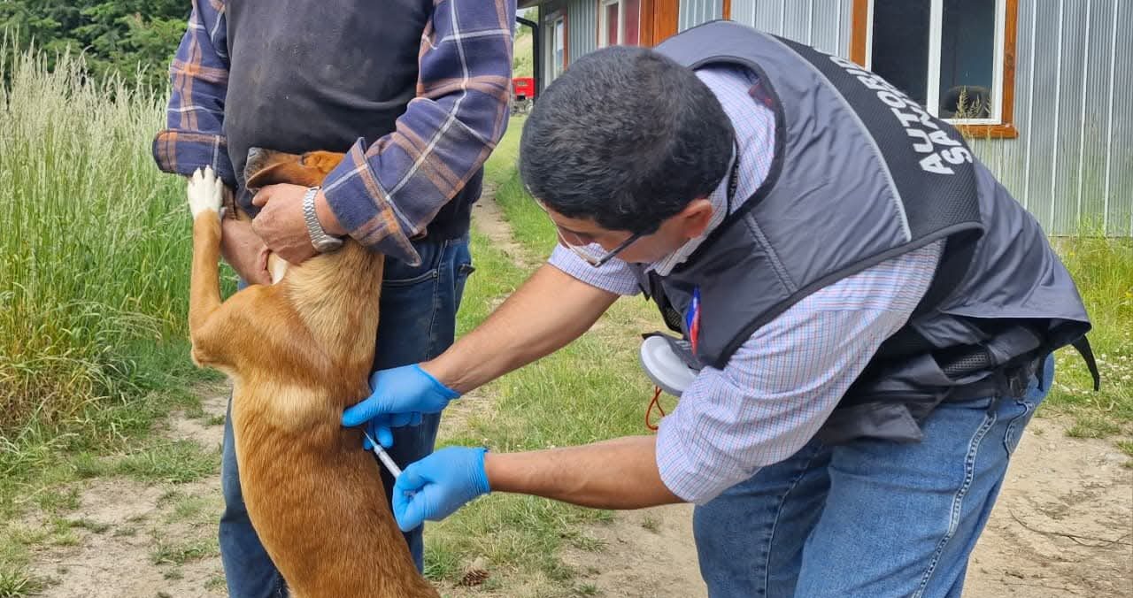 Autoridades inician campaña de vacunación antirrábica en Coyhaique tras detectar murciélago positivo